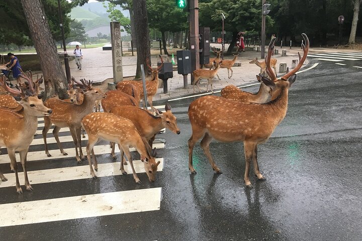 Nara Half Day Trip Walking Tour (Private Option Available)