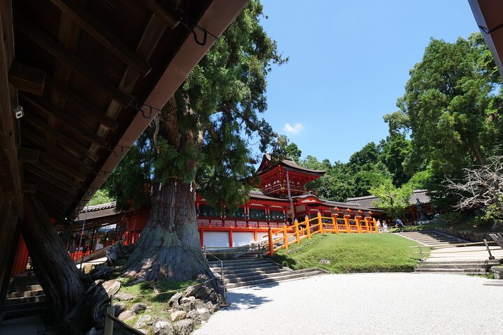 Nara Half Day Trip Walking Tour (Private Option Available)