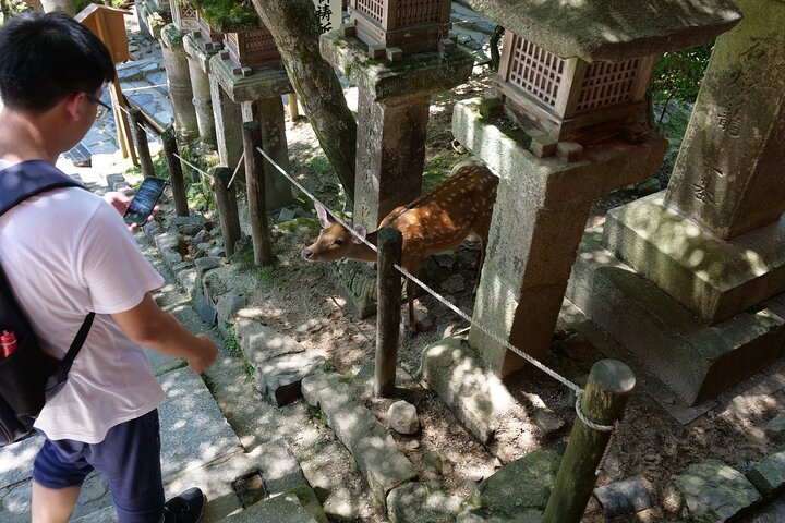 Nara Half Day Trip Walking Tour (Private Option Available)
