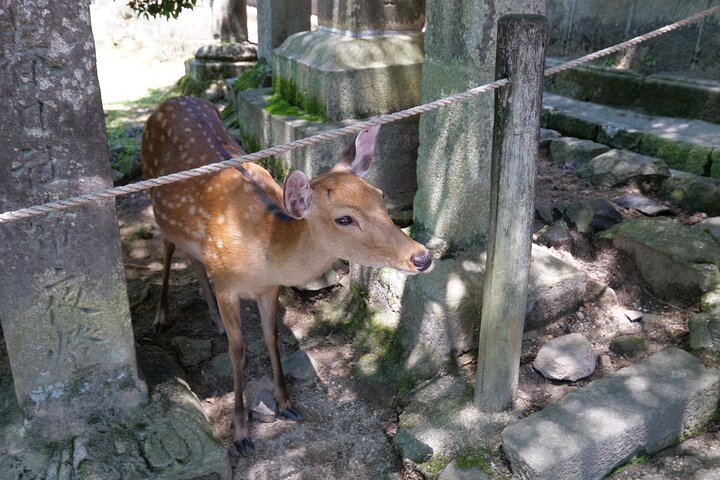 Nara Half Day Trip Walking Tour (Private Option Available)
