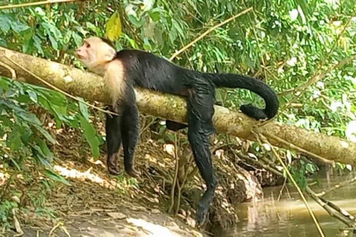 River and Mangrove Tour in Sierpe