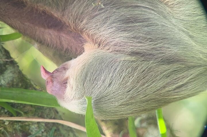 River and Mangrove Tour in Sierpe