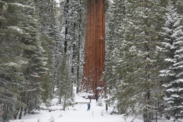 Heart of the Giant Forest Hike