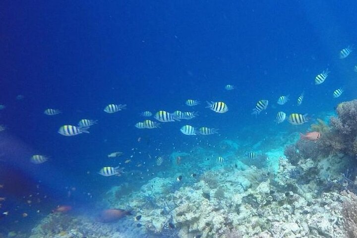 Full day: Snorkeling Dolphin Aquarium Turtles Sunset Kendwa Beach
