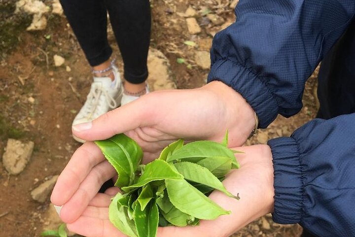 Half-Day Private Trip to Waterfalls and Tea Factory