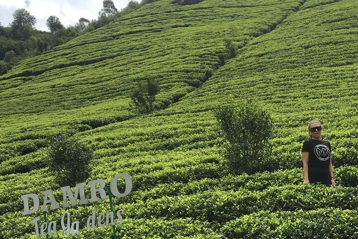 Half-Day Private Trip to Waterfalls and Tea Factory