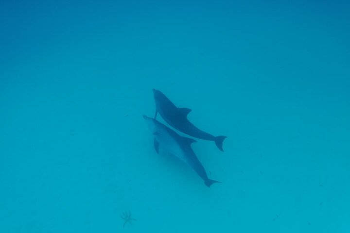 Mnemba Island snorkeling and Swimming with Dolphin