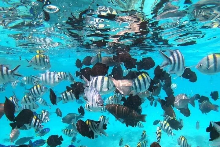 Mnemba Island snorkeling and Swimming with Dolphin