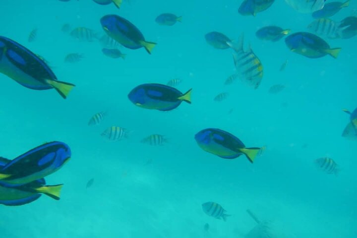 Mnemba Island snorkeling and Swimming with Dolphin