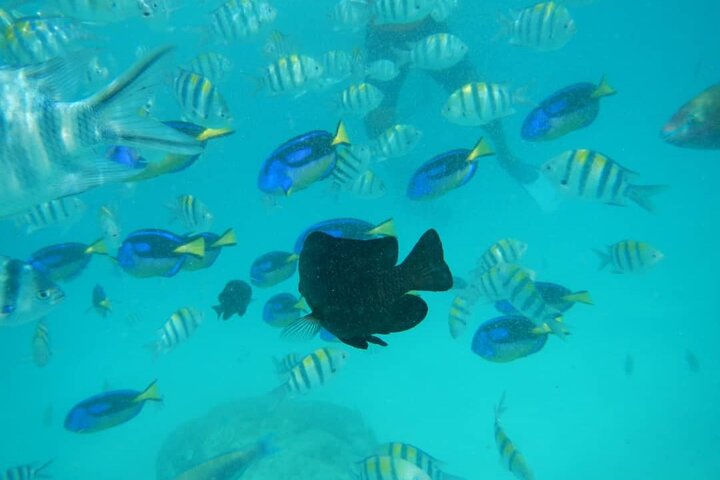 Mnemba Island snorkeling and Swimming with Dolphin