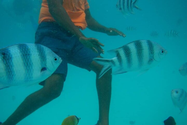 Mnemba Island snorkeling and Swimming with Dolphin