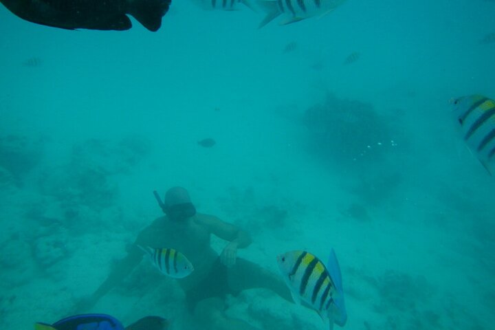 Mnemba Island snorkeling and Swimming with Dolphin