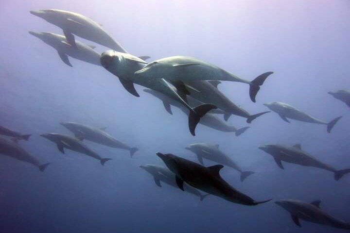 Mnemba Island snorkeling and Swimming with Dolphin