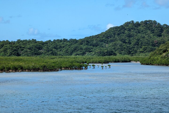 Iriomote Island 1-Day Snorkeling & Mangrove SUP or Canoe