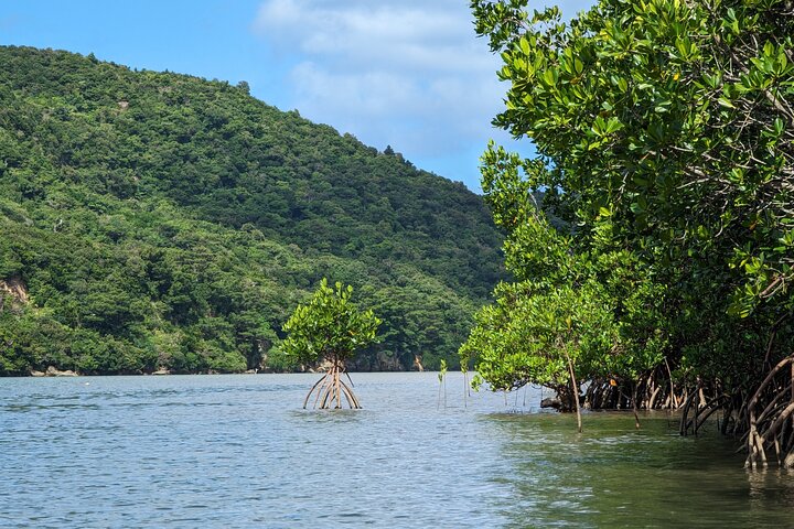Iriomote Island 1-Day Snorkeling & Mangrove SUP or Canoe