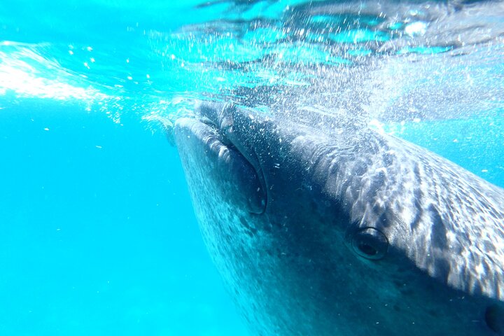 Oslob Whale Sharks and Moalboal Sardine Run, Sea Turtles Tour
