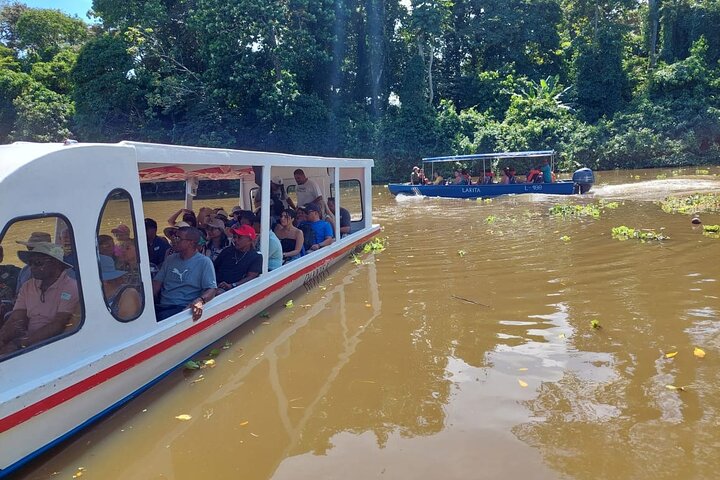 Limón Rainforest Hanging Bridges-Skywalk Tour & Tortuguero Canals