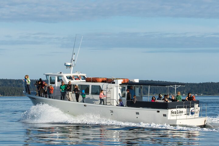 Whale Watching from Friday Harbor