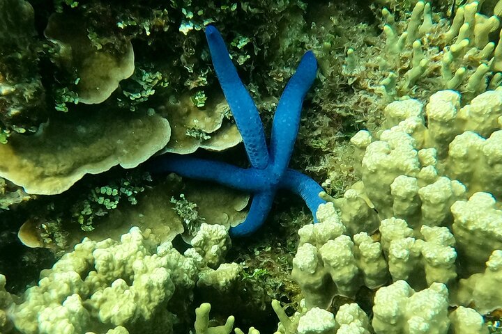 Guam's 5* Guided Snorkeling/Freediving Tour!