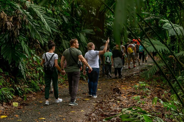 Limón Rainforest Hanging Bridges-Skywalk Tour & Tortuguero Canals