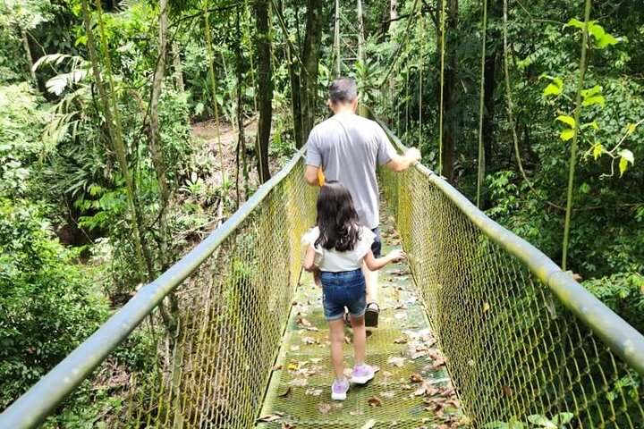 Limón Rainforest Hanging Bridges-Skywalk Tour & Tortuguero Canals