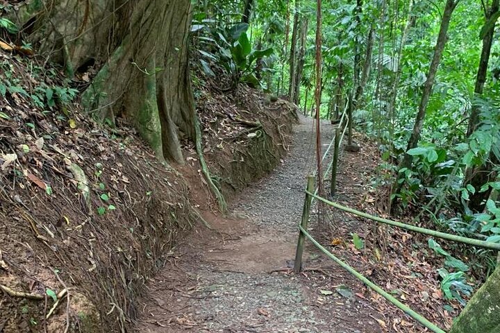 Limón Rainforest Hanging Bridges-Skywalk Tour & Tortuguero Canals