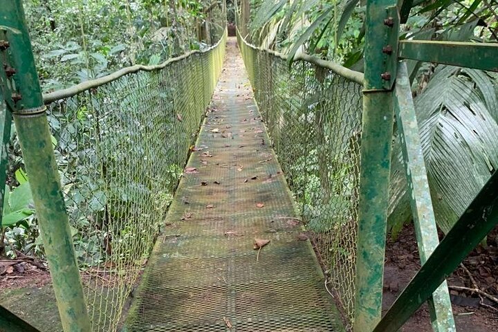 Limón Rainforest Hanging Bridges-Skywalk Tour & Tortuguero Canals