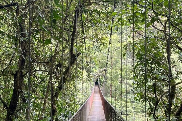 Limón Rainforest Hanging Bridges-Skywalk Tour & Tortuguero Canals