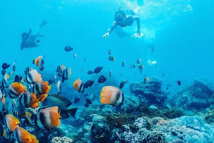 Snorkeling Manta Ray Safari in Nusa Penida