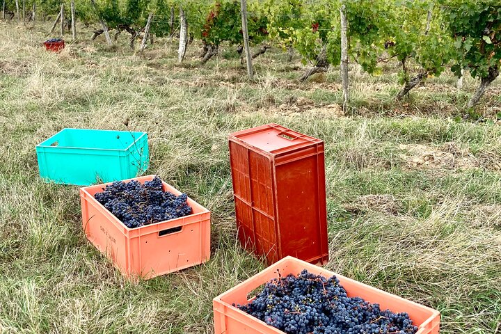 Picnic in the Vines - A Unique Loire Wine Experience