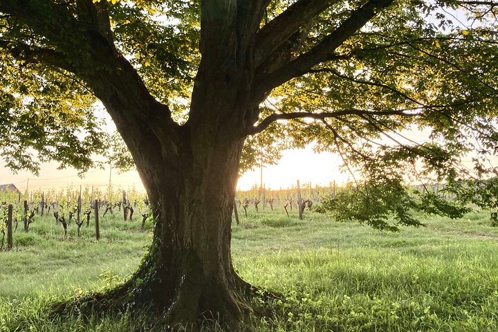 Picnic in the Vines - A Unique Loire Wine Experience