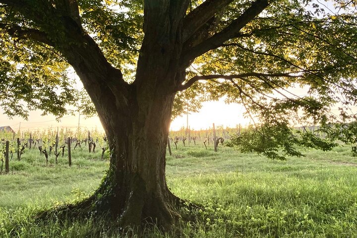 Castle Epicurean Experience with Wine & Local Specialties