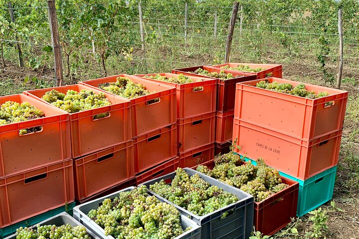 Epicurean Discovery Tour with Wine & Local Specialties