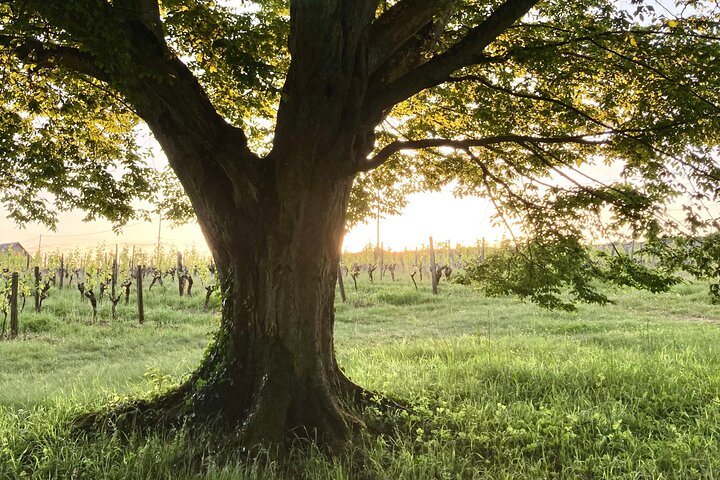 Epicurean Discovery Tour with Wine & Local Specialties