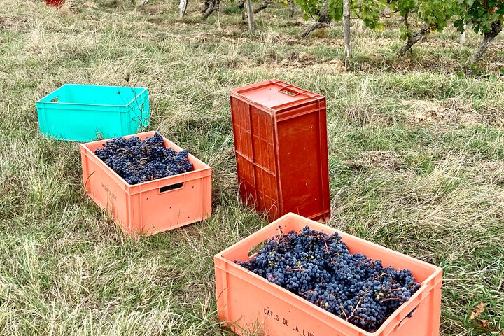 Epicurean Discovery Tour with Wine & Local Specialties