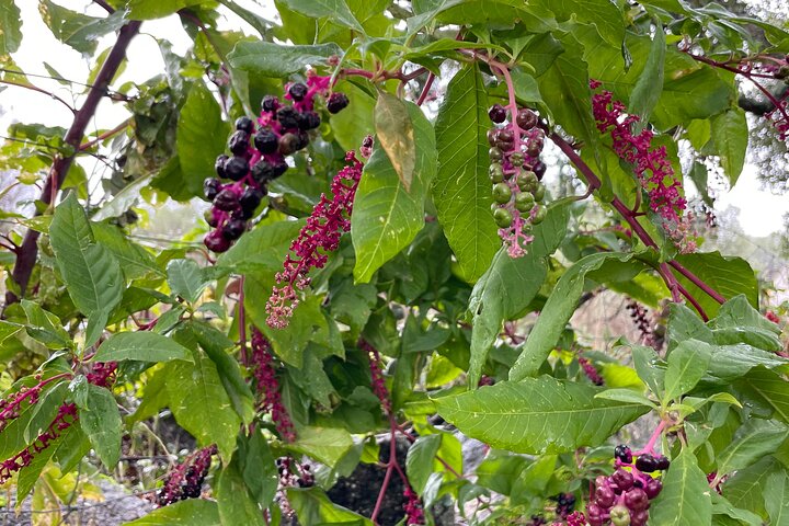 Nature walks in Marvão