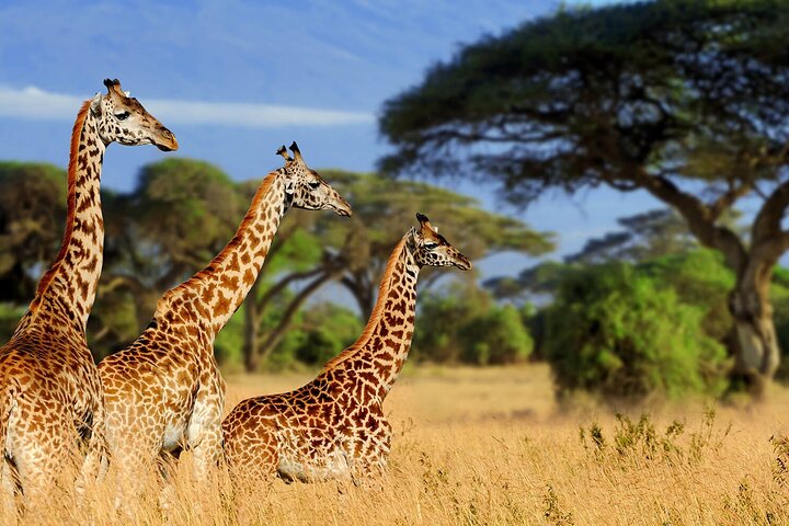 Nairobi National Museum, Giraffe Center & Bomas Kenya Guided Tour