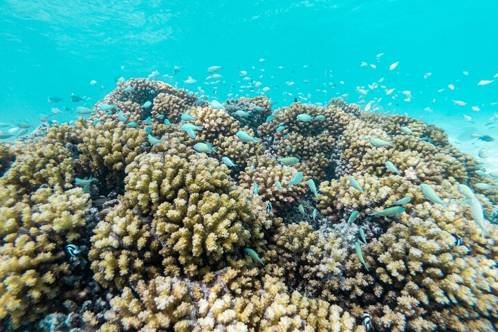 3-Hour Snorkeling Tour