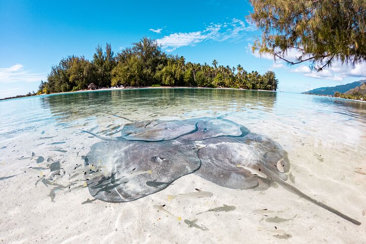 3-Hour Snorkeling Tour