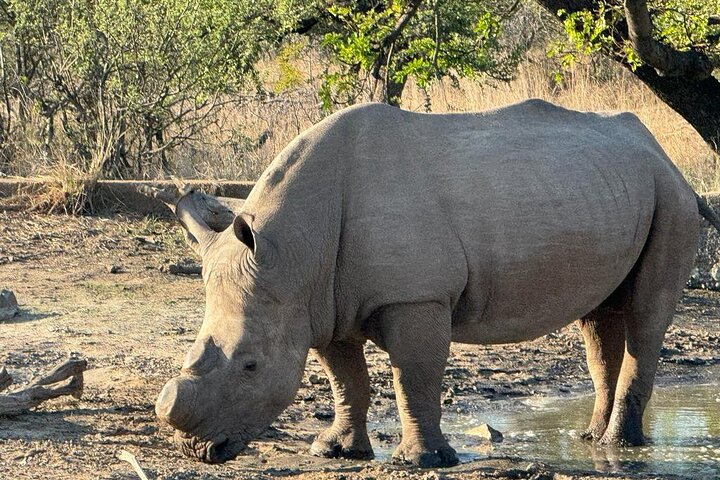 Amazing Safari at Game Reserve in Cape Town - see the Big5