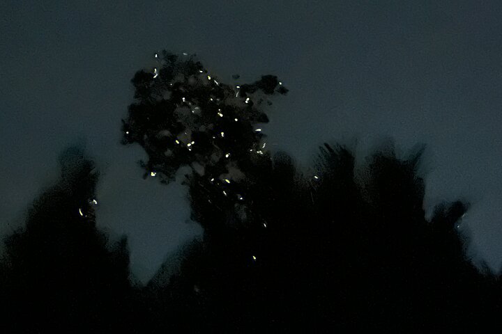 Bohol Firefly Watching by Kayak in Abatan River