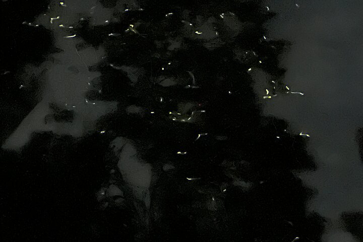 Bohol Firefly Watching by Kayak in Abatan River
