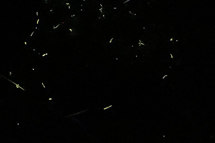 Bohol Firefly Watching by Kayak in Abatan River