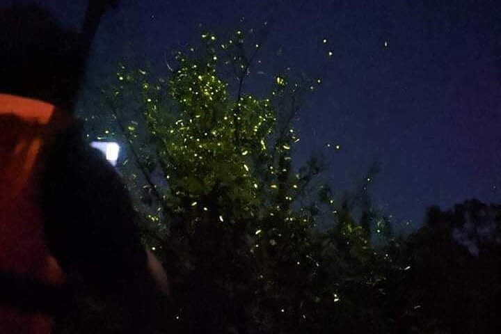 Bohol Firefly Watching by Kayak in Abatan River