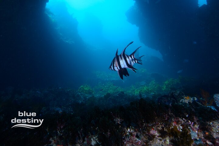 Rottnest Island Boat Dive Day Trip including Lunch
