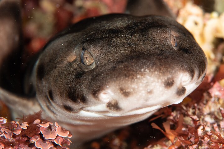 Rottnest Island Boat Dive Day Trip including Lunch