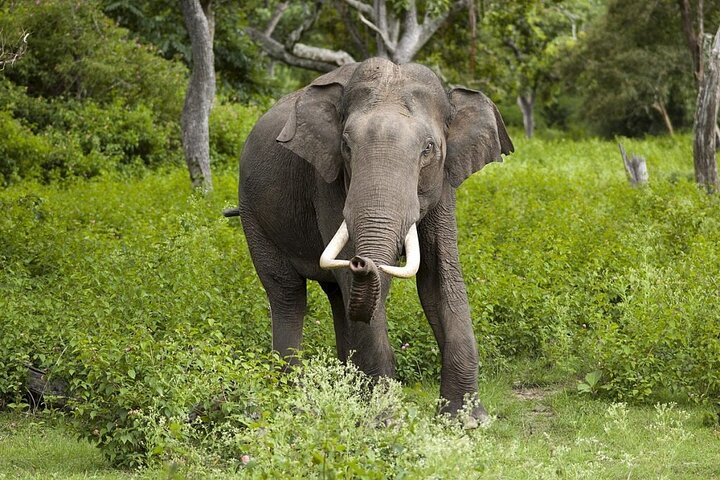 Chitwan National Park PVT. Jeep Safari untouched Side from Madi