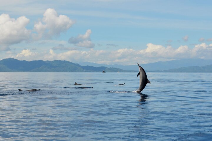 Watching dolphins on Bunaken Island, snorkeling, including lunch