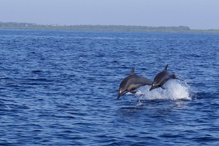 Watching dolphins on Bunaken Island, snorkeling, including lunch