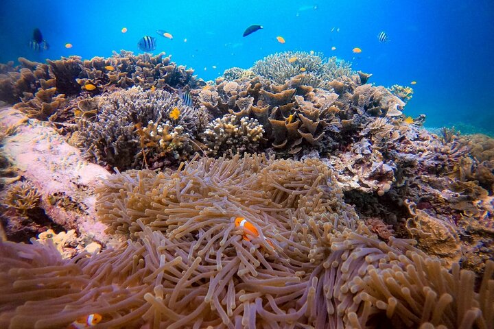 1-day Piaynemo Raja Ampat Tour hopping Island depart from sorong
